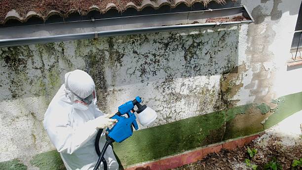 Top rated local Black Mold Remediation specialists in Ephrata, PA